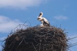 Stork and chicks in the nest